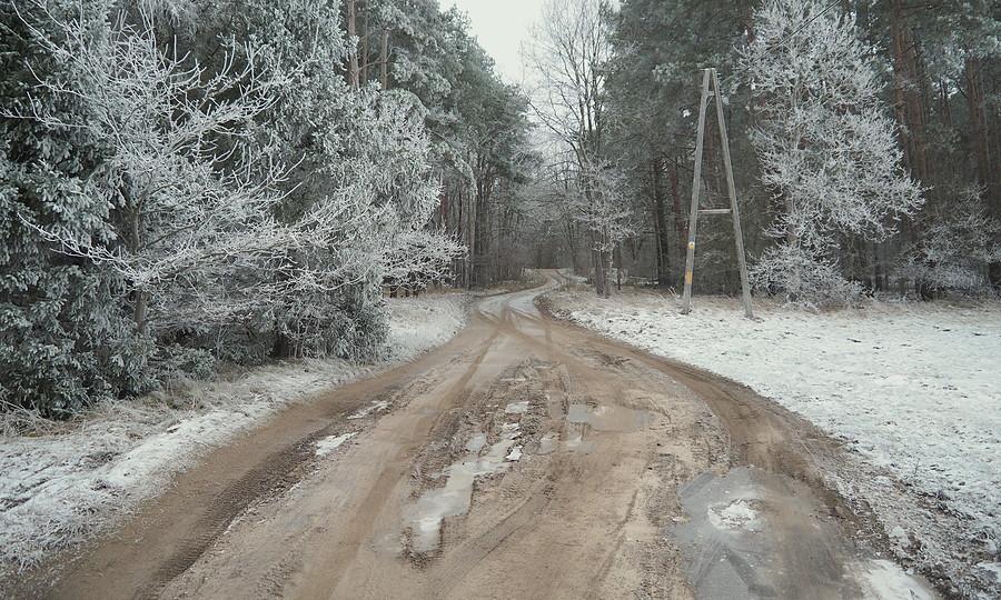 Szadź w lesie