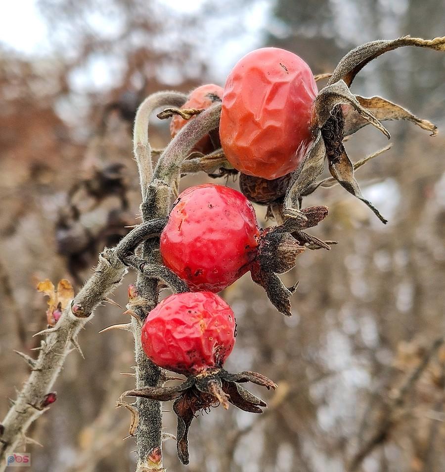 Przemrożone owoce róży - rosa rugosa