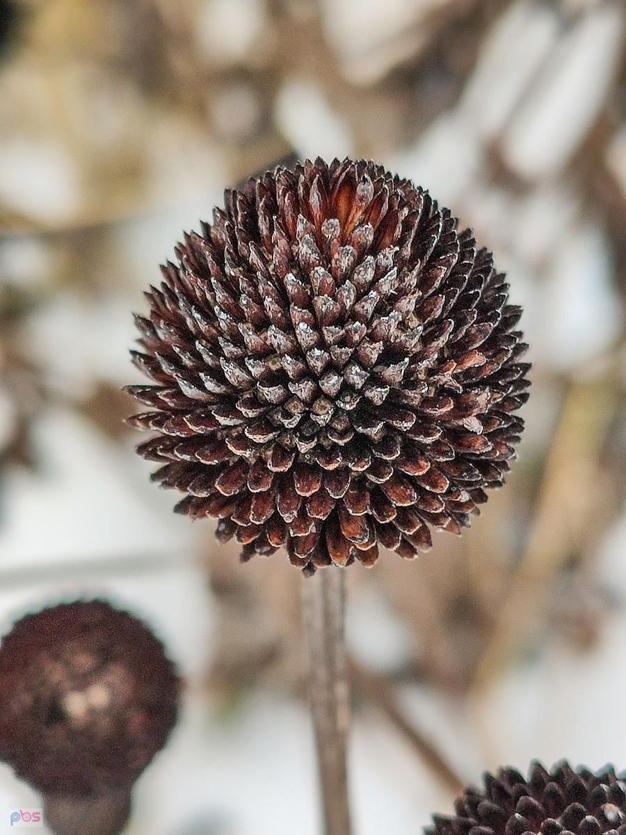 Zimowa rudbekia