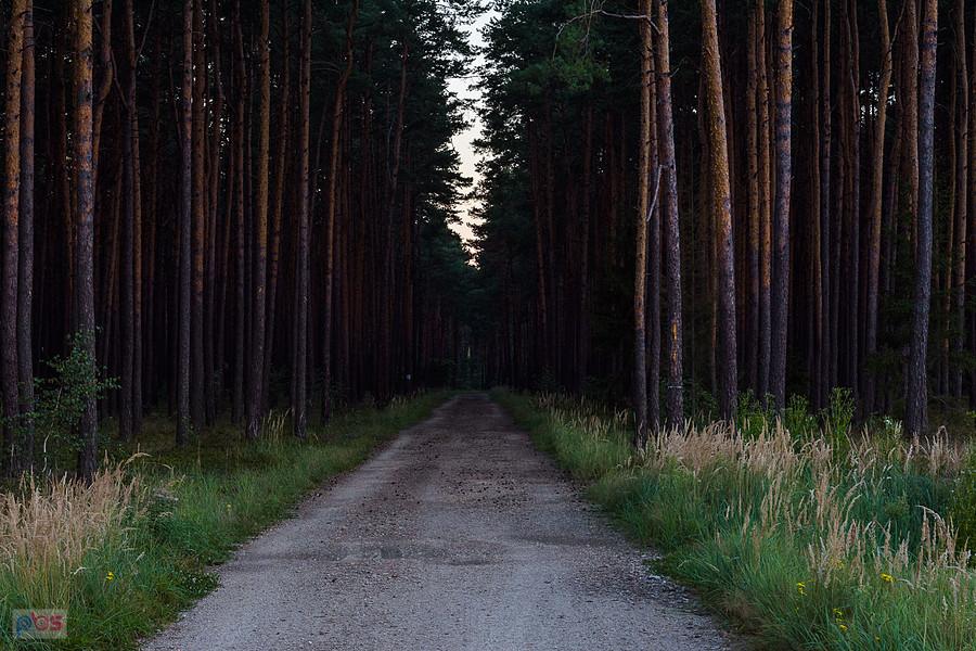 Las w pobliżu miejscowości Zawodzie