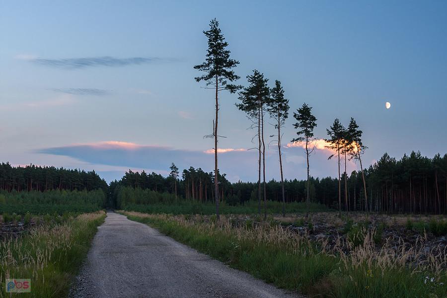 Las w pobliżu miejscowości Zawodzie - widok za plecami