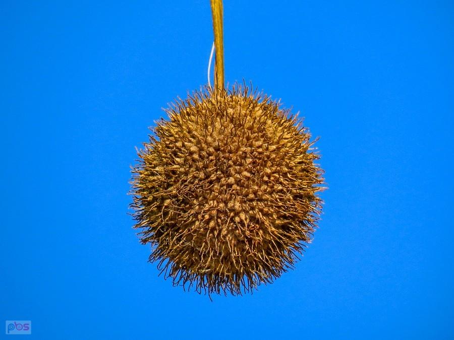 Orzeszek platana