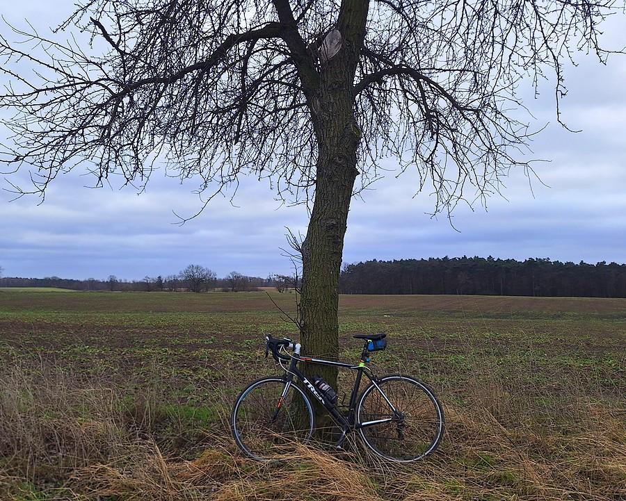 Zawiana drzewna rowerówka