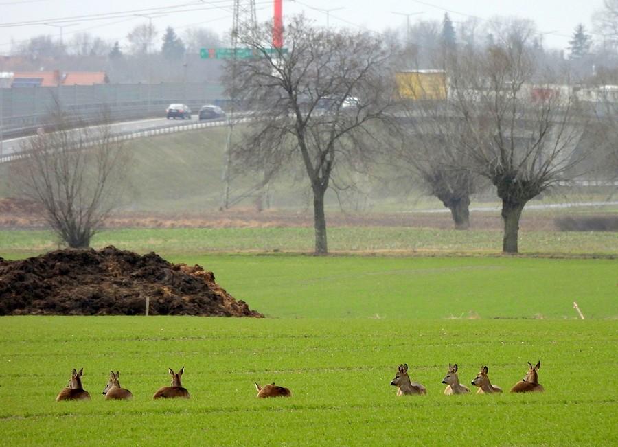 Sarny pilnują drogi