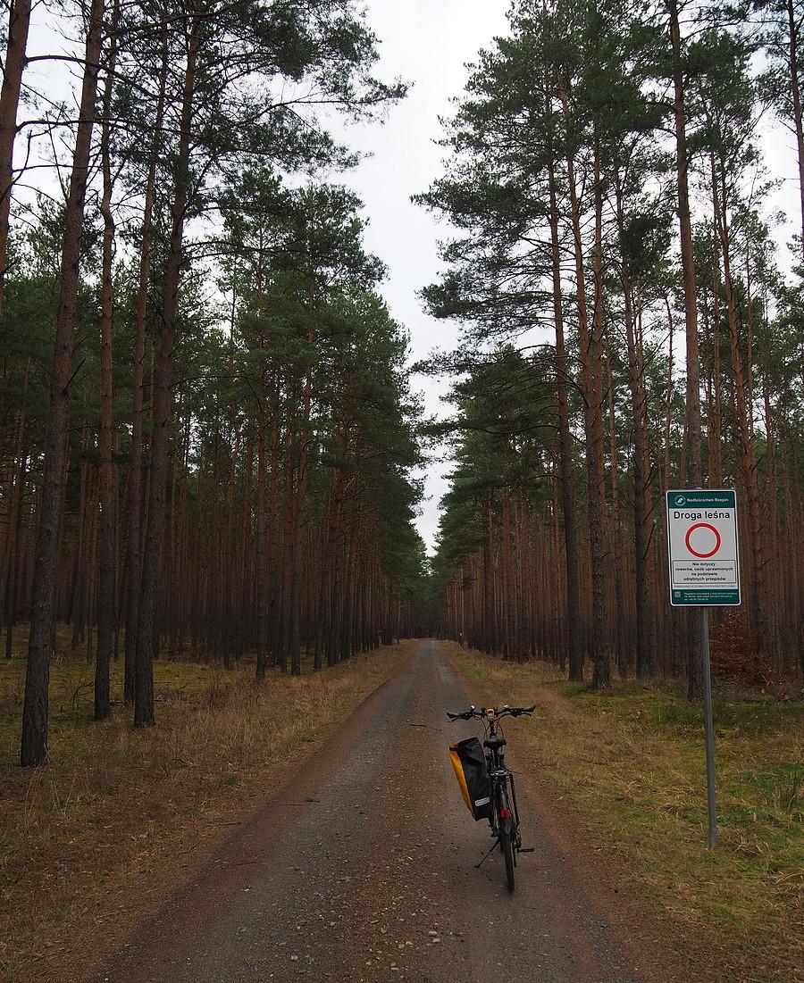 Szuter przez Puszczę Rzepińska