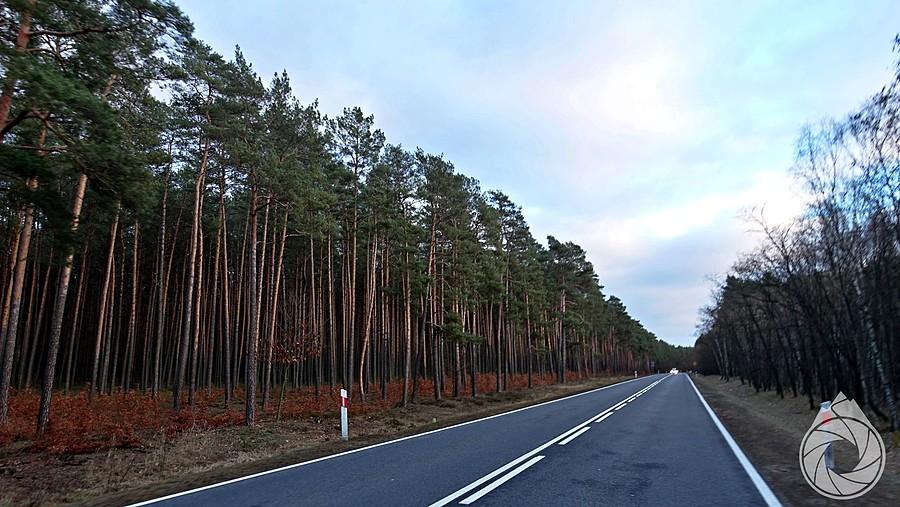 podświetlone lasy w stronę Zielonej Góry