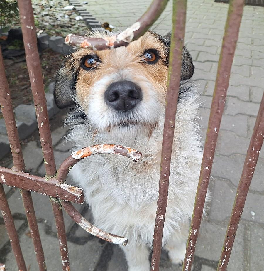 Wyczekiwanie na głaski
