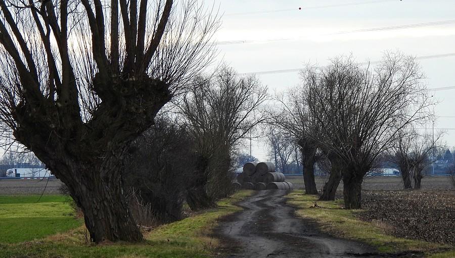 Wierzbowa polna droga
