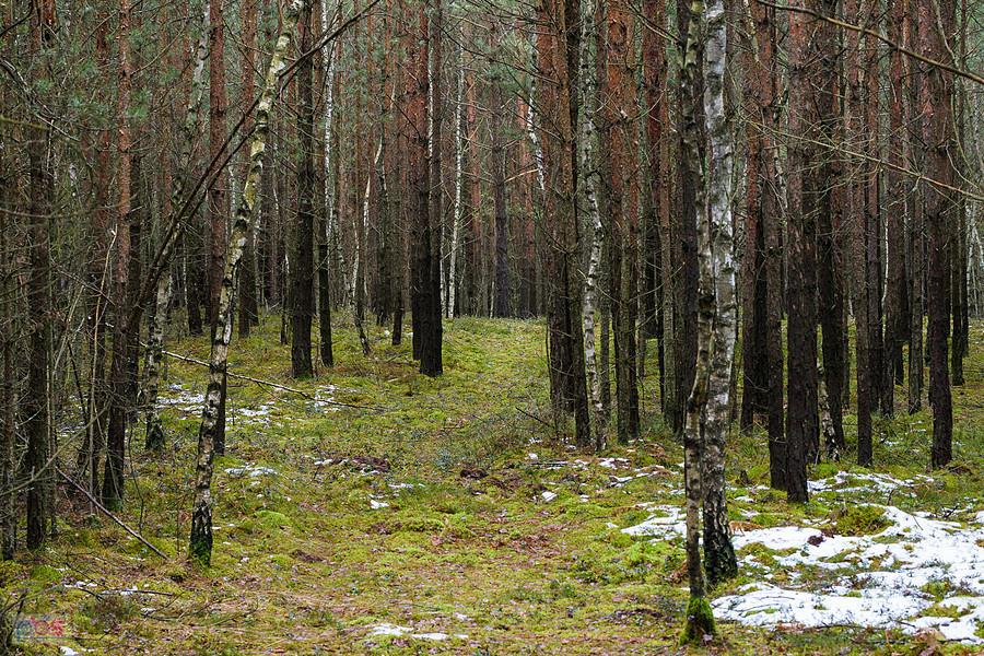 Las pomiędzy miejscowościami Żarki Letnisko i Masłońskie