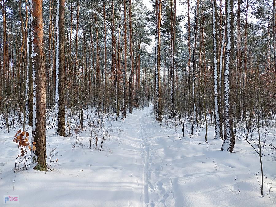 Las obok Kręciwilka w Częstochowie