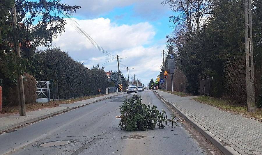O, to po prostu choinka leżąca na środku ulicy