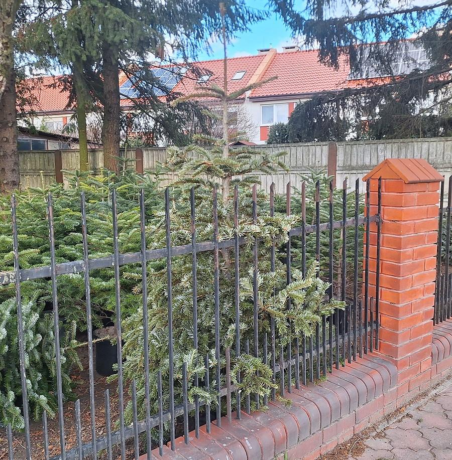 Choinka przeniesiona