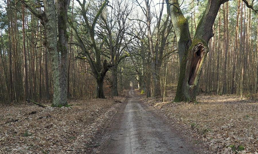 Szpaler pomnikowych dębów