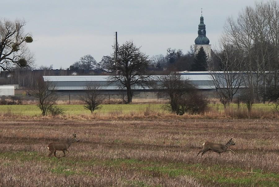 Sarenki przykościelne :)