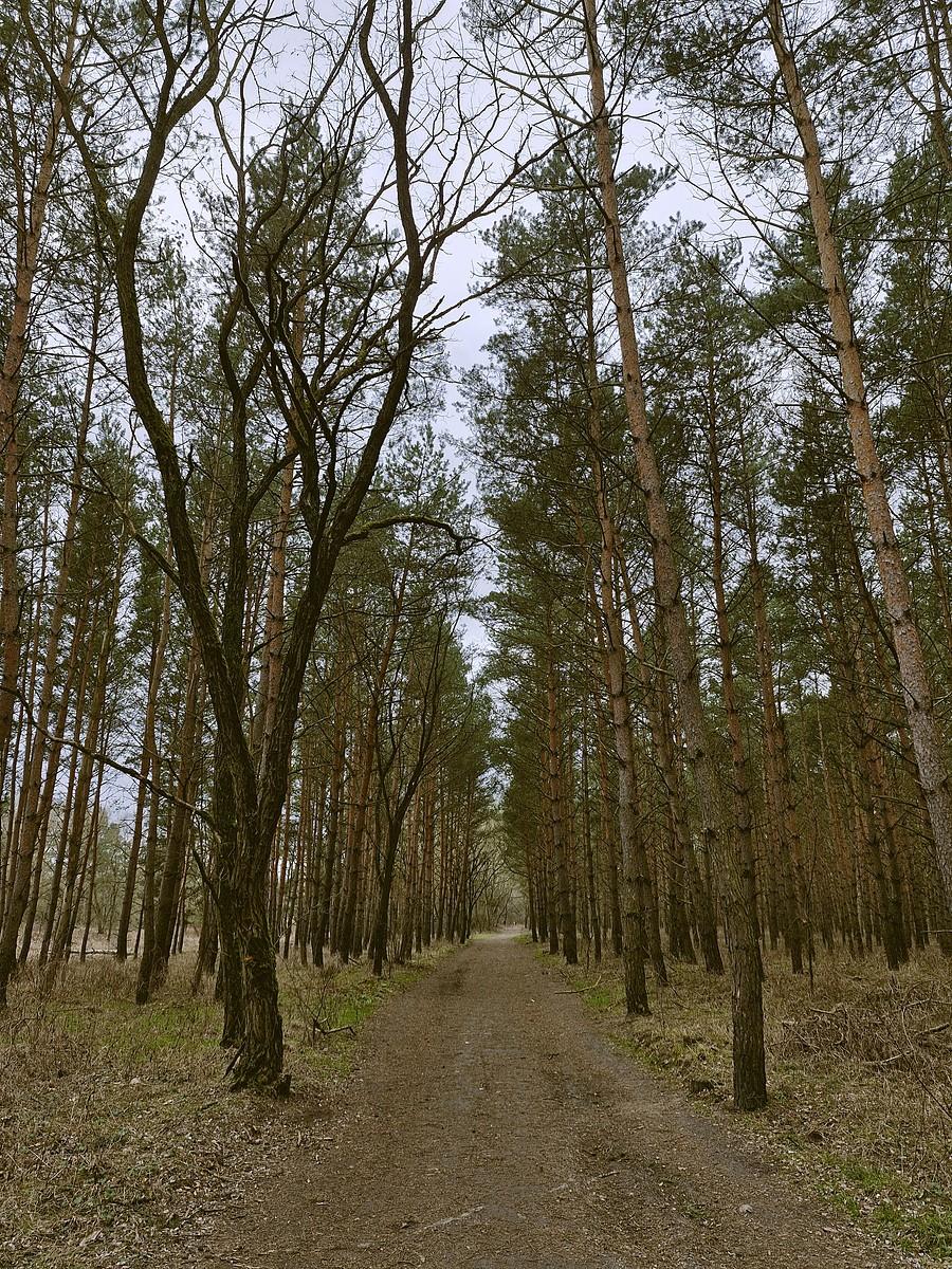 Nadwarciański las
