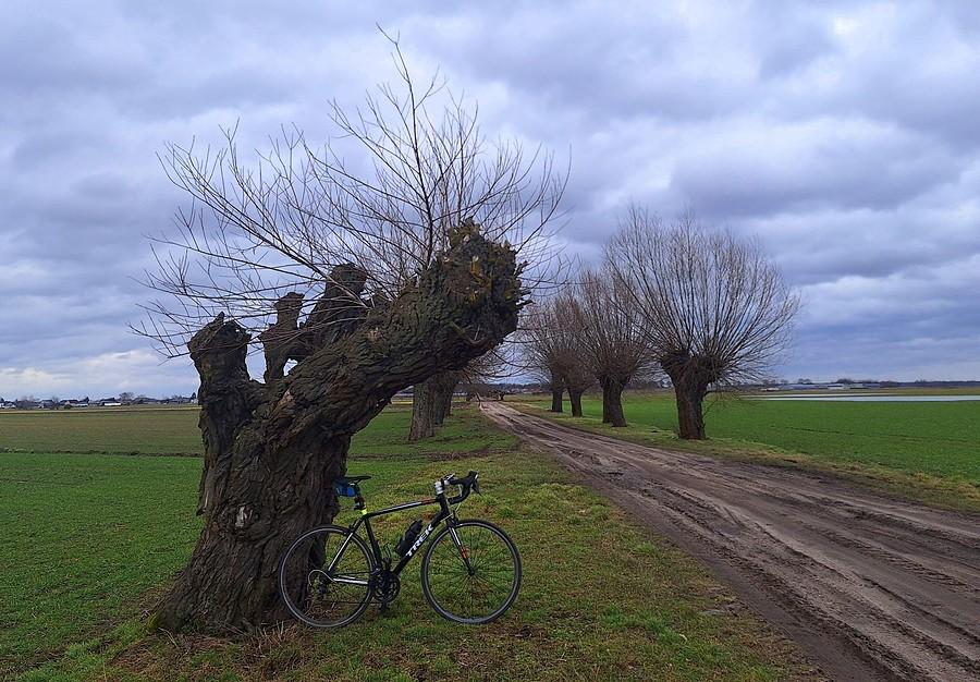 Wierzbowa rowerówka