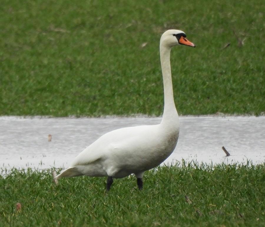Samotny łabędź