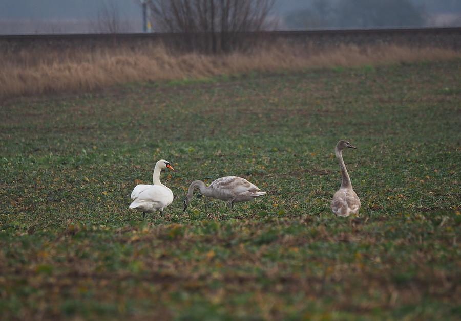 Łabędzie na polu pod Drzeńskiem