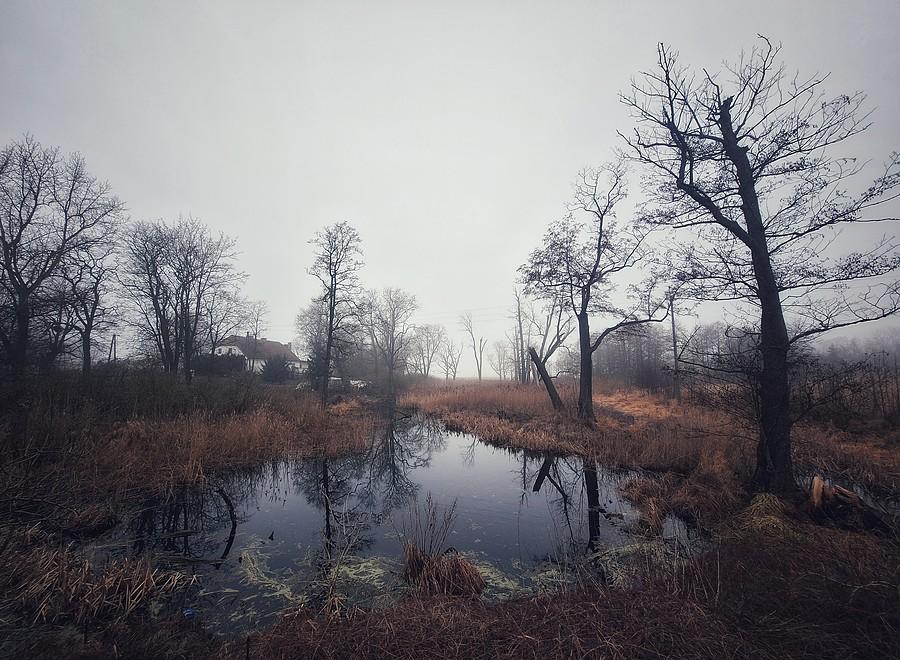 Mgła nad bagnem