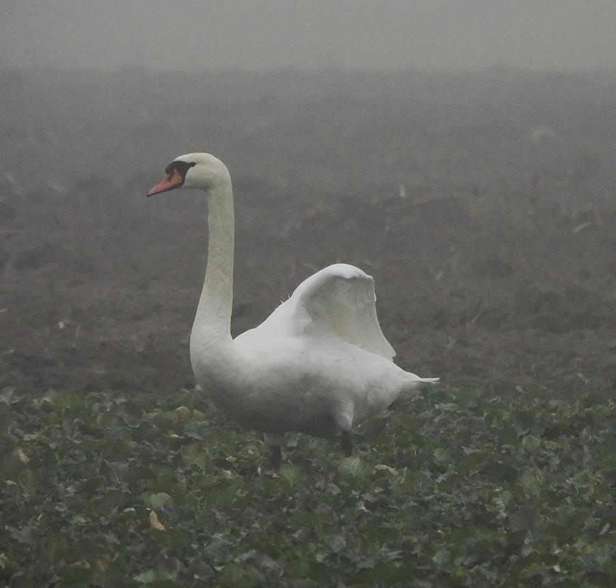 Zbliżenie na mglistego łabędzia