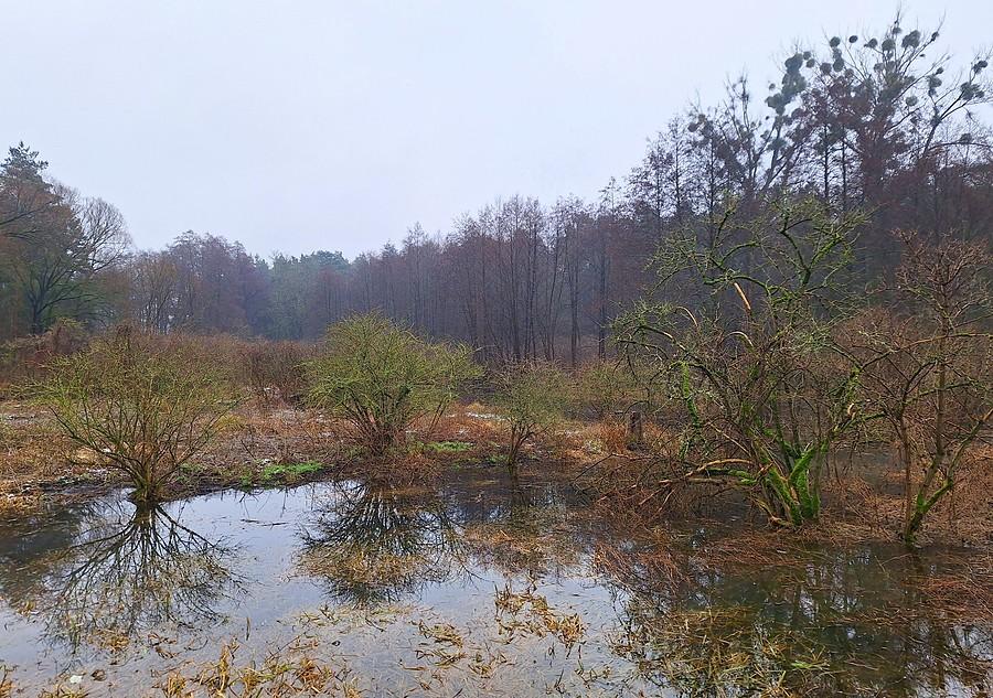 Moczary w deszczu