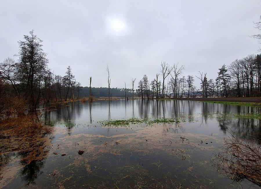 Piękne mokradło, jeszcze na terenie Poznania