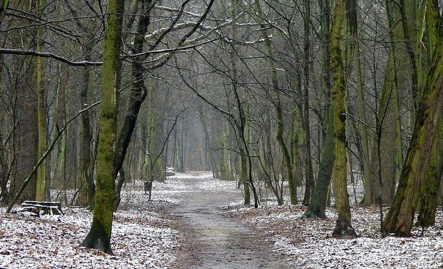 Znów śnieg na Dębinie