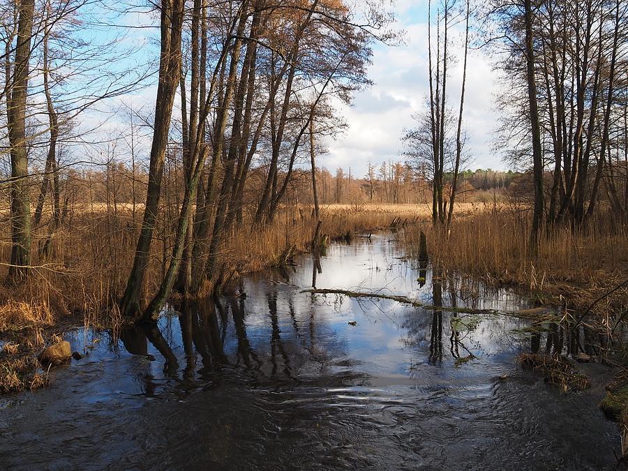 Ilanka za Starościnem z wysokim poziomem wody