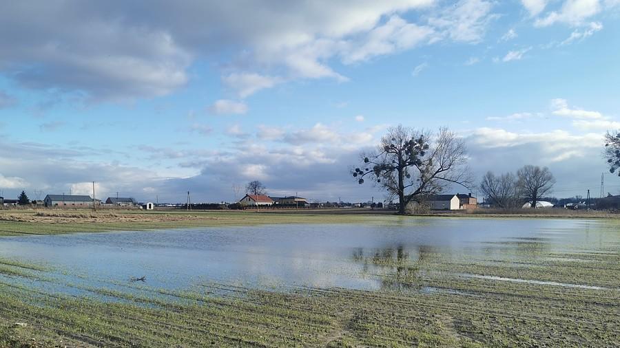 Pole ryżowe w Kaputach