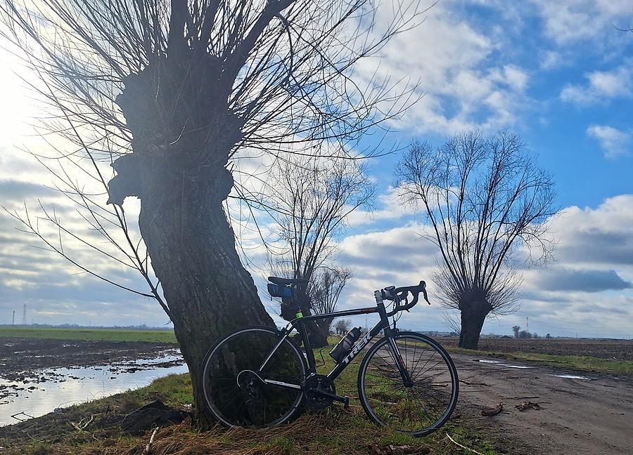 Rowerówka spod wierzby