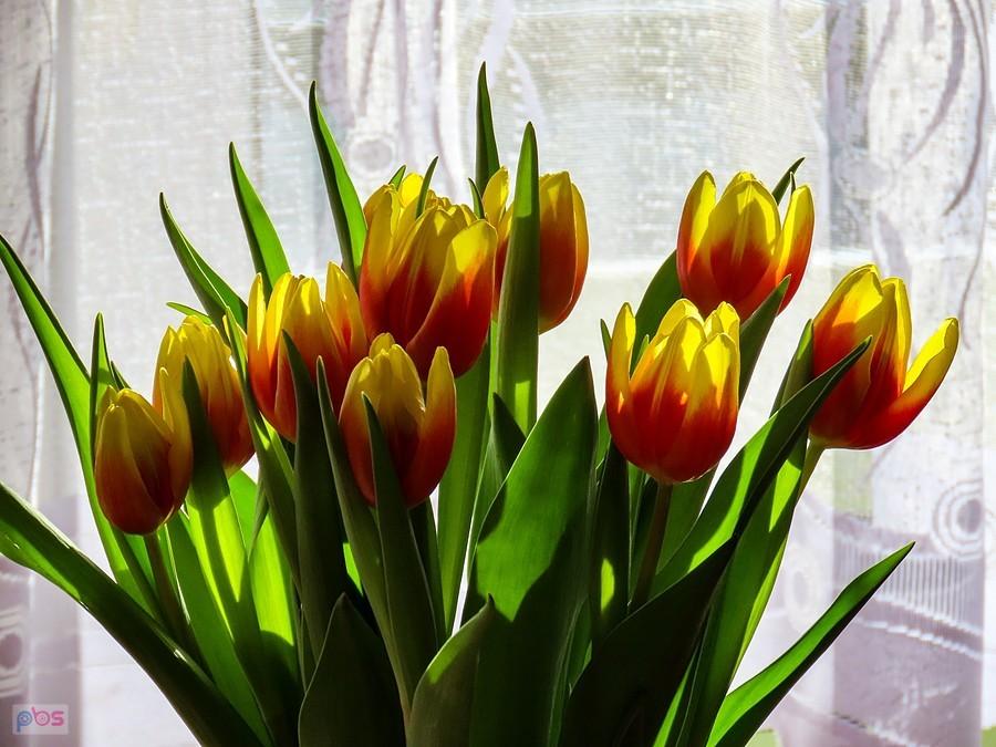Dzień tulipana