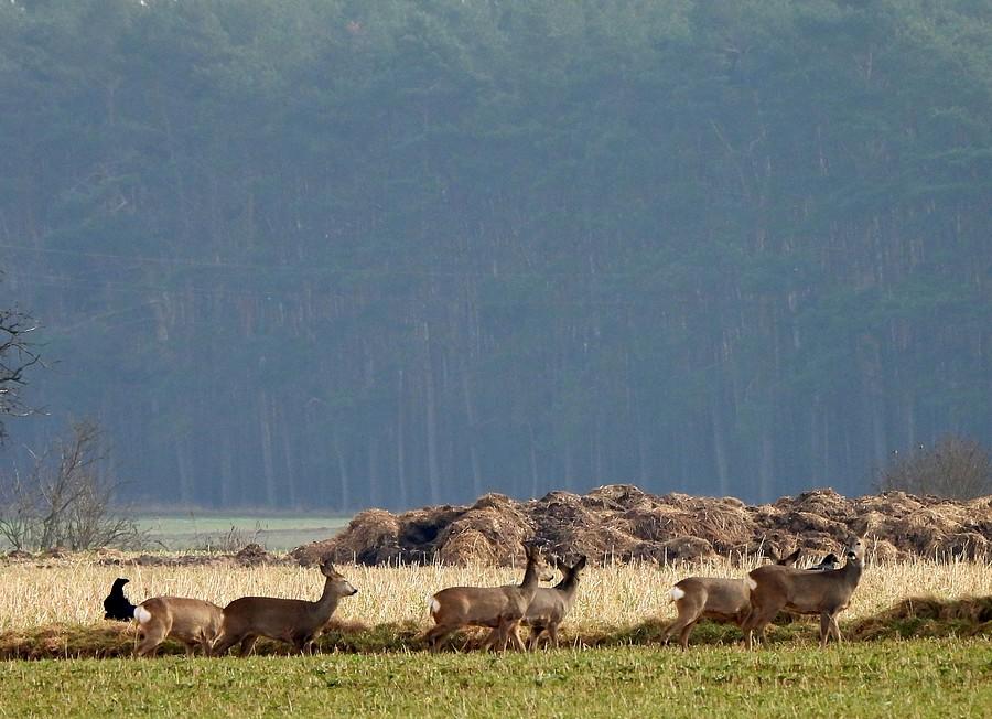 Wspólna ptasio-czworonożna obserwacja
