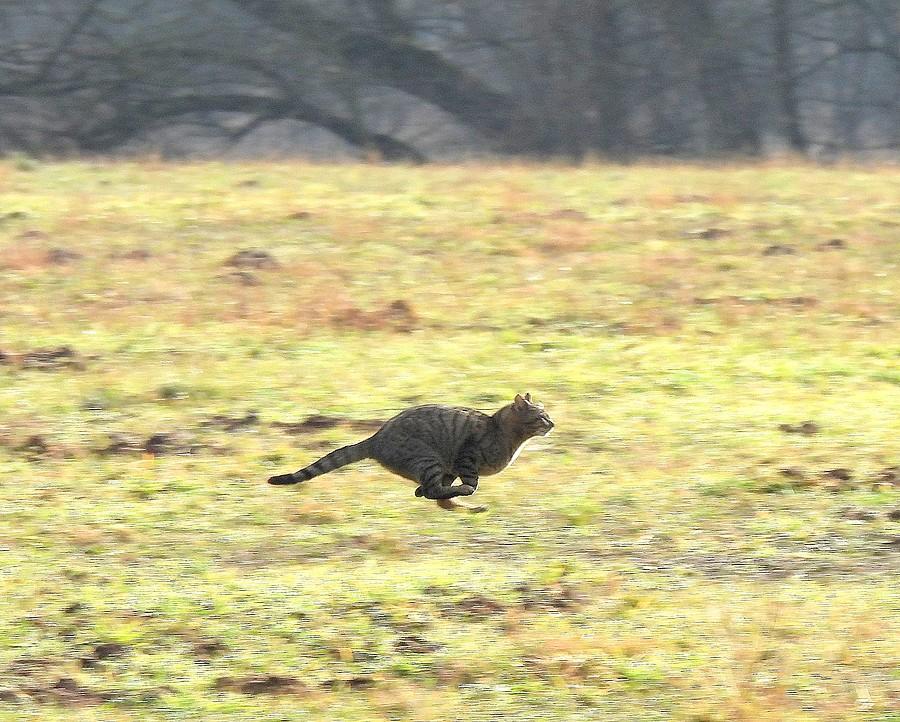 Gepard spod Mosiny :)