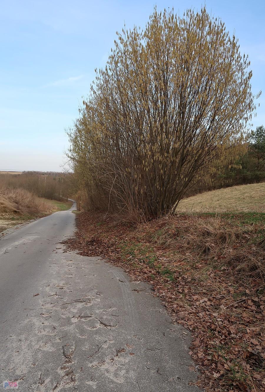 Kwitnie leszczyna