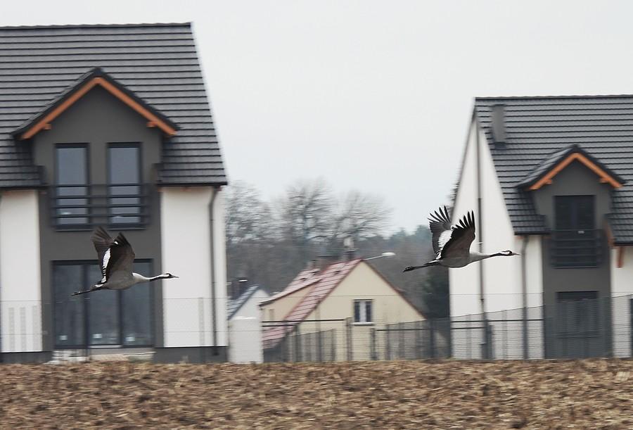 Odlot żurawi między domami