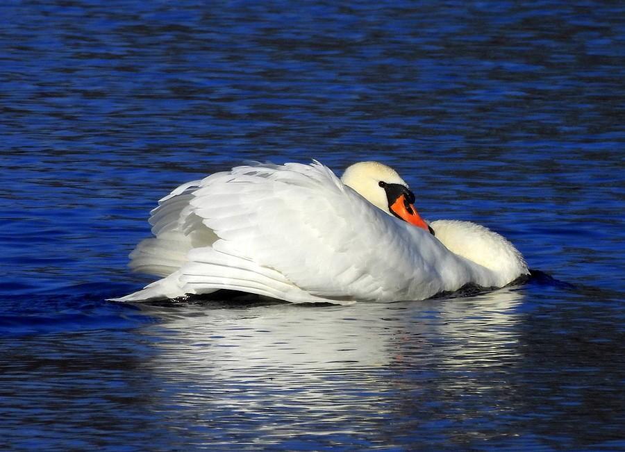 Śpiący łabędź