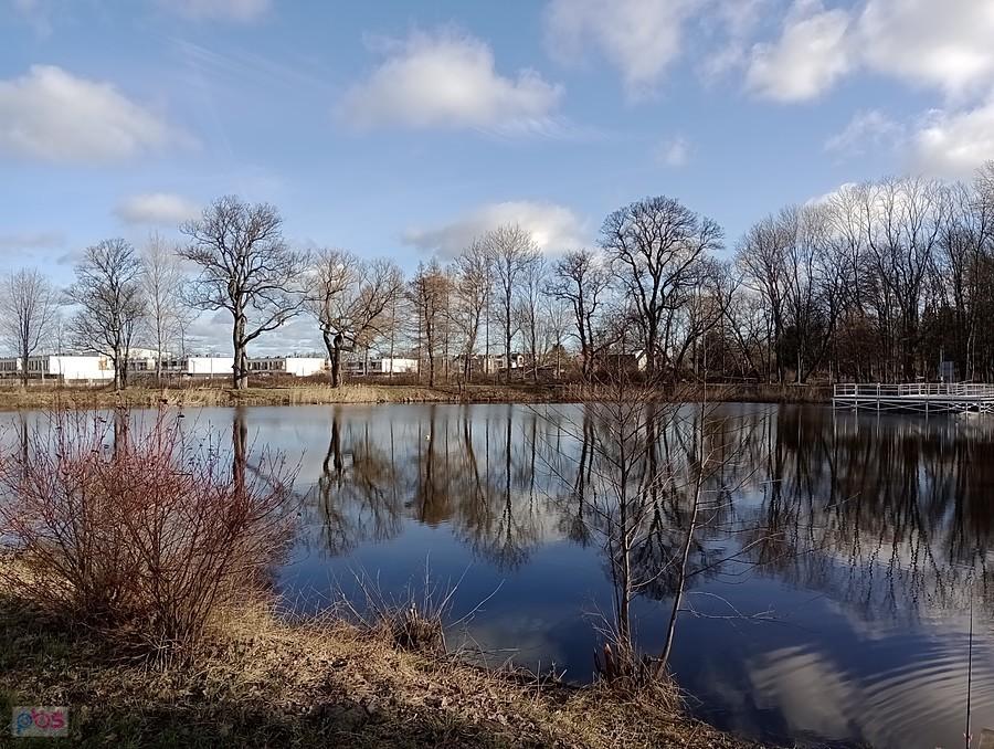 Staw w Ołtarzewie