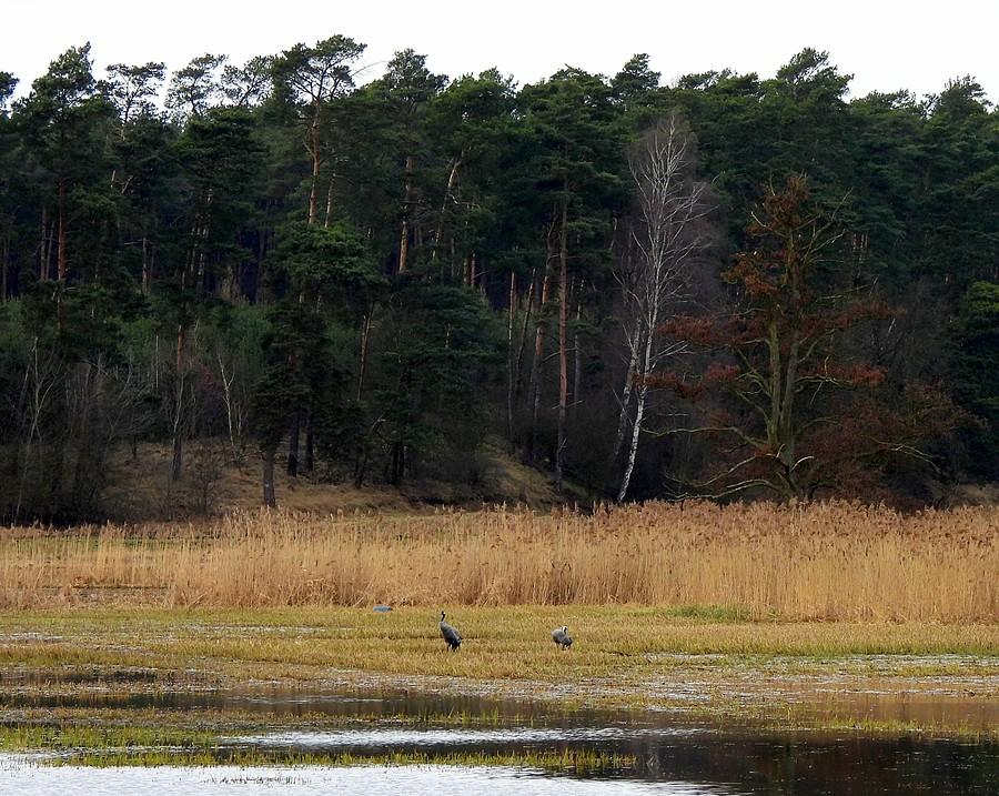 Te małe kropki to żurawie