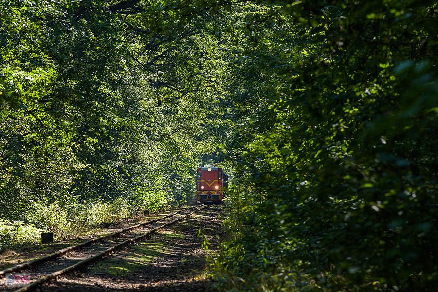 Faur L45H Lxd2-374 ze składem S-2113 relacji: Bytom Wąskotorowy - Miasteczko Śląskie Wąskotorowe mija las w dzielnicy Stroszek, Bytom.