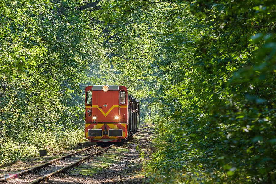 Faur L45H Lxd2-374 ze składem S-2113 relacji: Bytom Wąskotorowy - Miasteczko Śląskie Wąskotorowe mija las w dzielnicy Stroszek, Bytom.