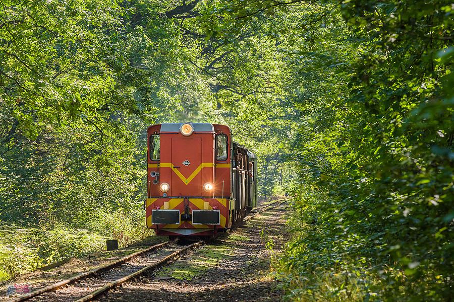 Faur L45H Lxd2-374 ze składem S-2113 relacji: Bytom Wąskotorowy - Miasteczko Śląskie Wąskotorowe mija las w dzielnicy Stroszek, Bytom.