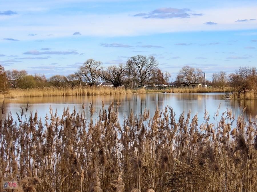 Rezerwat Stawy Raszyńskie - Staw Rozgrodzony