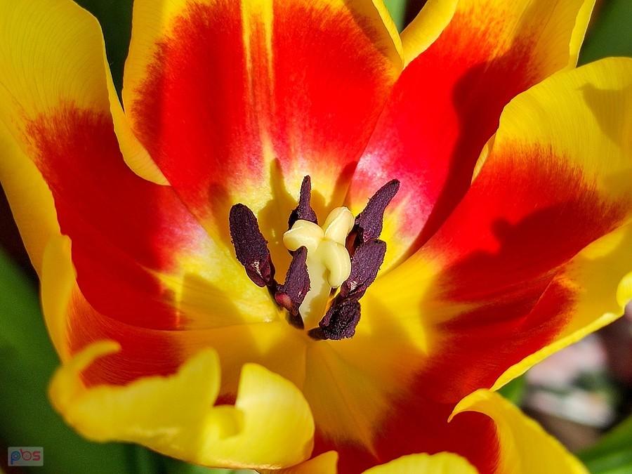 Tulipan przedwiosenny