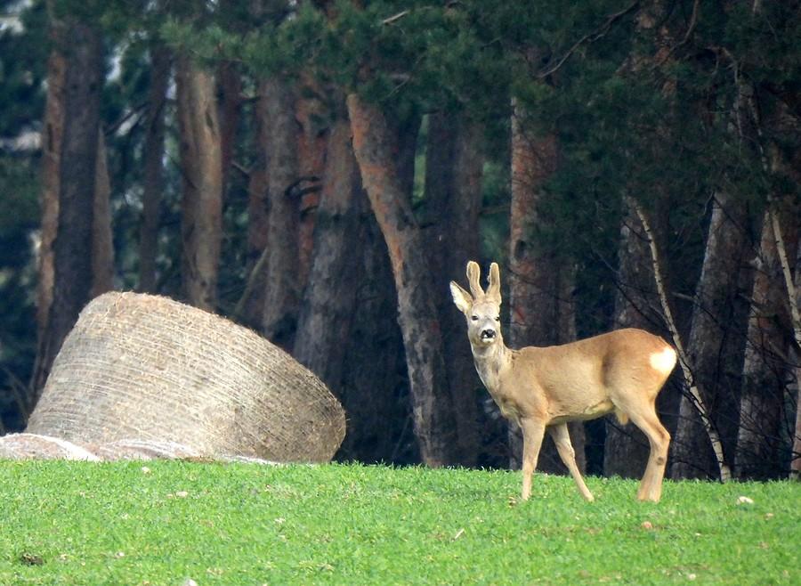 Koziołek i balot