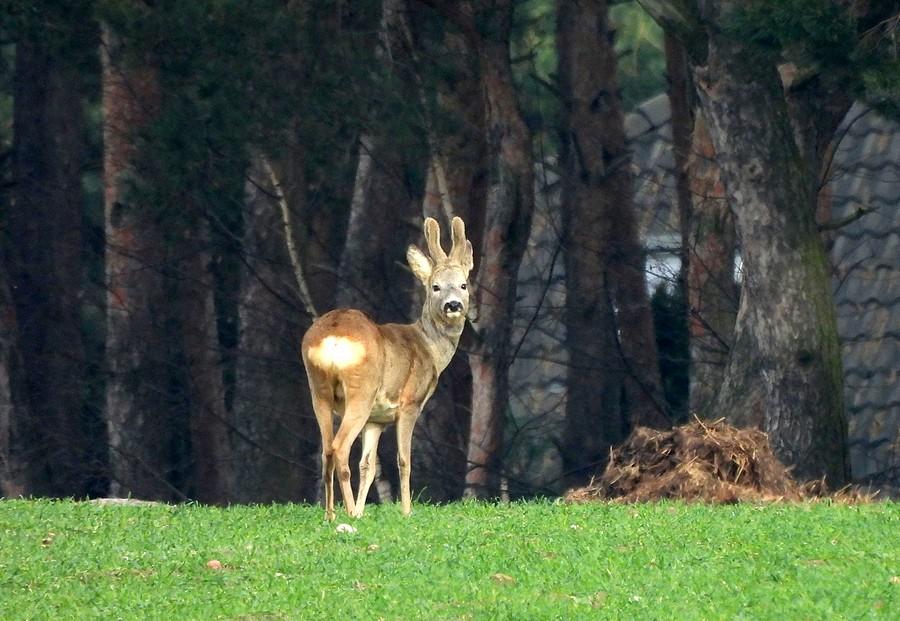Koziołek od tyłu