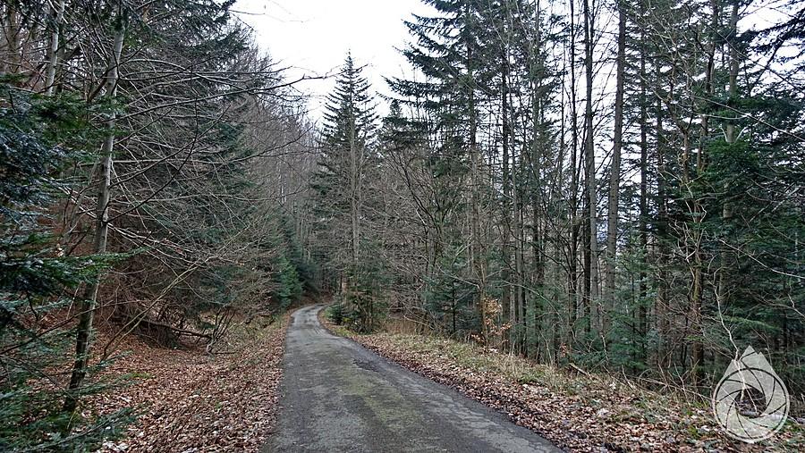 zjazd droga leśną spod Barnowca (rezerwatu) do Barnowca (wioski)