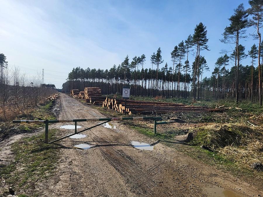 Mordowanie Lasów trwa