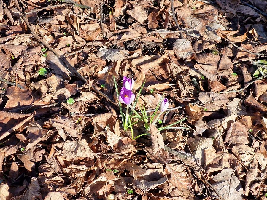 Krokus polny