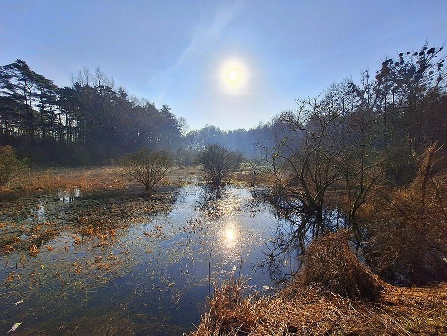 Słońce nad mokradłami