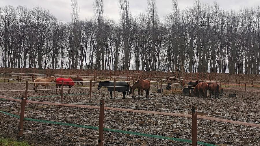 Konie wyścigowe